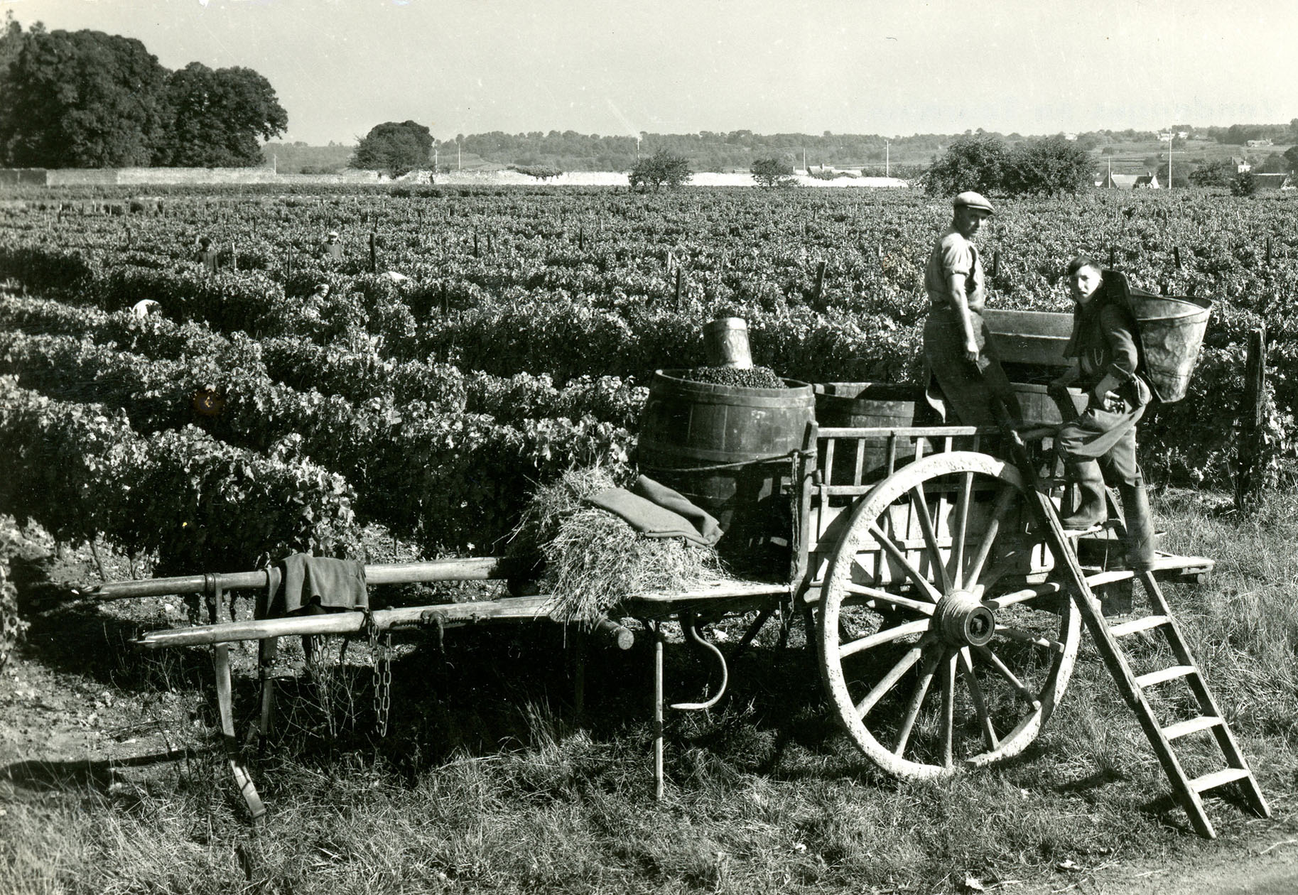 Viticulture